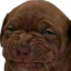CringPuppi emote for Discord