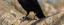 CrowFoot emote for Discord