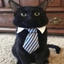 dressedCat emote for Discord