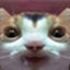 DroolCat emote for Discord