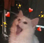 DreaCat emote for Discord
