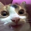 DroolCat2 emote for Discord