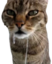 drooler emote for Discord