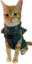 dripCat emote for Discord