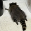 DrunkRaccoon emote for Discord