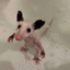 drypossum emote for Discord