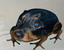 Drog emote for Discord
