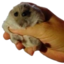 DSSOhamster emote for Discord