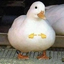 DuckShy emote for Discord