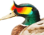DuckWicked emote for Discord