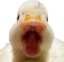 DuckU emote for Discord