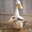 DuckGame emote for Discord