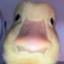 DUCKWOW emote for Discord