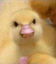 DuckingMad emote for Discord