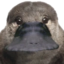 duckstare emote for Discord