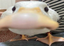 duckStare emote for Discord