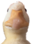 DuckStare emote for Discord