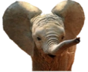 Dumbo static emote for Discord, Twitch and Slack