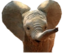 Dumbo emote for Discord