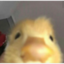 ducktired emote for Discord