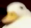 duckBlur emote for Discord