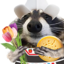 dutchRaccoon emote for Discord