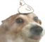 DUCKFOG emote for Discord