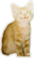 DummyCat emote for Discord