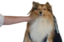 DUGGIE emote for Discord