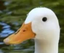 DuckWhat emote for Discord
