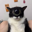 cycats emote for Discord