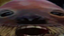 ddxMursu emote for Discord