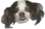 ddodiCringe emote for Discord