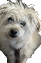 DDdog static emote for Discord, Twitch and Slack