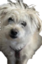 DDdog emote for Discord