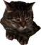 dkyTiger emote for Discord