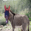 dncdonkey emote for Discord