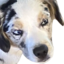 echoSus emote for Discord