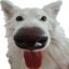 echobleh emote for Discord