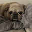 edgarsleep emote for Discord