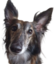 EDog1 emote for Discord