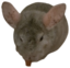 EDDY emote for Discord