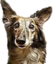 EDog2 emote for Discord