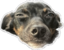 eddySleepy emote for Discord