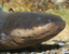eels emote for Discord