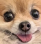 eeveeBlep emote for Discord