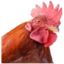 EFSChicken emote for Discord