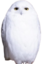 eggBird emote for Discord