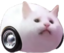 EggCat emote for Discord