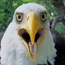 egoWat static emote for Discord, Twitch and Slack